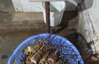 [🆕🇻🇳] Tôm Hùm Việt – Chuyên cung cấp sỉ tôm hùm cho các vựa, nhà hàng khách sạn 🍔 Top1Food  🍜 #TÔM_HÙM_NGỘP
GIÁ HẠ SẬP SÀN Ạ
Hàng được kiểm tra hồ liên tục trong ngày , luôn tươi ngon và chất lượng 99%
Giá chỉ bằng 1/2 giá sống nhưng cam kế , shares-1✔️ , likes-6❤️️ , date-2025-03-11 17:18:42🇻🇳🇻🇳🇻🇳📰🆕