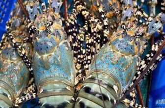 [🆕🇻🇳] Tôm Hùm Việt – Chuyên cung cấp sỉ tôm hùm cho các vựa, nhà hàng khách sạn 🍔 Top1Food  🍜 Mỗi ngày lai rai nhiêu đây thôi
#HÙM_BÔNG – #HÙM_XANH đủ size cho cả nhà dễ lựa chọn nha
Hàng giá tận biển – Bao uy tín và chất lượng ạ
Gửi bay, gửi xe t , shares-1✔️ , likes-5❤️️ , date-2025-03-15 21:28:50🇻🇳🇻🇳🇻🇳📰🆕