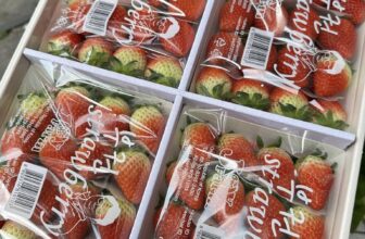 [🆕🇻🇳] Trái Cây Nhập Khẩu Đường Bay – Cửa hàng rau quả 🍔 Top1Food  🍜 Dâu Hàn Quốc Joyfarm ngon đỉnh của chóp- tươi rói- cuốn xanh- ngọt lịm thơm ngon #200k/hộpThùng 4 hộp 760k…Đây là vị bên em ăn thử và miêu tả. Khuy , shares-0✔️ , likes-2❤️️ , date-2025-03-15 19:35:26🇻🇳🇻🇳🇻🇳📰🆕