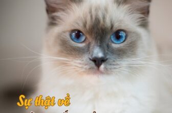 [🆕🇻🇳] BMPet – Premium Choice For Pet 🐶🦜 Top1Pets 🐱🐠  Sự thật thú vị về màu mắt của Boss, Sen đã biết chưa?Sen có để ý màu mắt của Boss thay đổi khi lớn lên không? Mèo con, cún con khi mới sinh đều có mắt  , shares-0✔️ , likes-74❤️️ , date-2025-03-18 03:00:14🐶🐱🇻🇳🇻🇳🇻🇳📰🆕