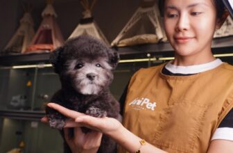 [🆕🇻🇳] AiNi Sweet Land – Pet Resort – Saigon 🐶🦜 Top1Pets 🐱🐠  𝐏𝐎𝐎𝐃𝐋𝐄 𝐓𝐄𝐀𝐂𝐔𝐏 𝐗𝐀́𝐌 – 𝐂𝐎́ 𝐓𝐇𝐔̛̣𝐂 𝐒𝐔̛̣ 𝐋𝐀̀ 𝐌𝐀̀𝐔 𝐇𝐈𝐄̂́𝐌?Poodle có rất nhiều màu lông khác nhau, nhưng 𝐏𝐨𝐨𝐝𝐥𝐞 𝐓𝐞𝐚𝐜𝐮𝐩 𝐱𝐚́𝐦 được săn đón bởi vẻ ngoài quý ph , shares-0✔️ , likes-11❤️️ , date-2025-03-17 01:49:43🐶🐱🇻🇳🇻🇳🇻🇳📰🆕