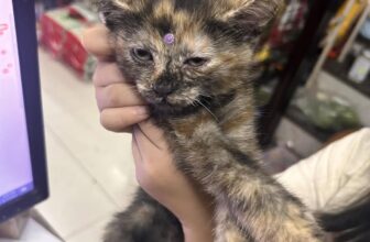 [🆕🇻🇳] Thú Y Ốc Nhỏ – 384 Nguyễn Chí Thanh. Quận 10 🐶🦜 Top1Pets 🐱🐠 Kao là trò đùa của sen
, shares-0✔️ , likes-3❤️️ , date-2025-03-18 03:04:47🐶🐱🇻🇳🇻🇳🇻🇳📰🆕