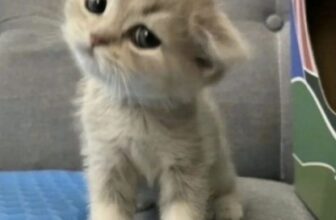 [🆕🇻🇳] Nu Pet – Yêu Thú Cưng 🐶🦜 Top1Pets 🐱🐠 Dạ em tên mây
, shares-0✔️ , likes-6❤️️ , date-2025-03-17 23:14:11🐶🐱🇻🇳🇻🇳🇻🇳📰🆕