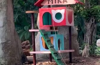 [🆕🇻🇳] Thảo Cầm Viên – Sài gòn Zoo & Botanical Gardens ♥️️ Top1Checkin ☑  MiKa và fan hâm mộ của ẻm , shares-0✔️ , likes-13K❤️️ , date-2025-03-15 16:02:38🇻🇳🇻🇳🇻🇳📰🆕