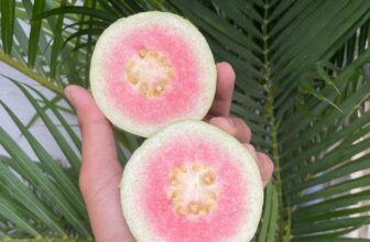 [🆕🇻🇳] Chio shop – Cửa hàng rau quả 🍔 Top1Food  🍜 Ổi Rubi giòn ngọt, thơm20k/kg (chỉ bán kèm món)
, shares-0✔️ , likes-1❤️️ , date-2025-03-19 16:34:36🇻🇳🇻🇳🇻🇳📰🆕