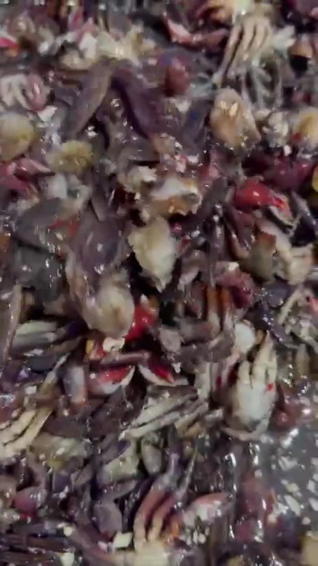 [🆕🇻🇳] Đặc sản châu đốc NGỌC TRÂN 🍔 Top1Food 🍜 Hôm nay em có ba khía sữa trộn siêu ngon, khiến cho ai thưởng thức cũng phải nhớ mãi. 
 Những con ba khía đã được lựa chọn một cách kỹ lưỡng tươi ngon và đ , shares-0✔️ , likes-3❤️️ , date-2025-03-15 19:25:02🇻🇳🇻🇳🇻🇳📰🆕