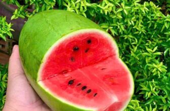 [🆕🇻🇳] THUỶ THUỶ FOOD – Trái Cây Sạch / Đặc Sản Đà Lạt 🍔 Top1Food  🍜  𝐃𝐔̛𝐀 𝐇𝐀̂́𝐔 Đ𝐔̛𝐎̛̀𝐍𝐆 𝐆𝐀𝐑𝐘 hiếm lắm nè. Dưa giống mới siêu ngọt nha. Ít hạt, vỏ mỏng, siêu nhiều thịt và mọng nước. Đáp ứng đủ tiêu chí của 1 trái dưa hấu n , shares-0✔️ , likes-1❤️️ , date-2025-03-20 02:10:49🇻🇳🇻🇳🇻🇳📰🆕