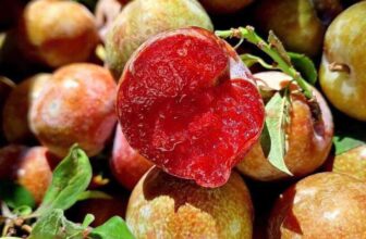 [🆕🇻🇳] THUỶ THUỶ FOOD – Trái Cây Sạch / Đặc Sản Đà Lạt 🍔 Top1Food  🍜  𝐌𝐀̣̂𝐍 𝐇𝐀̣̂𝐔 𝐌𝐎̣̂𝐂 𝐂𝐇𝐀̂𝐔 siêu ngon, đầu mùa có ít khách uii. Nhà em mận chọn, trái to đã lắm nhen.
Size 35-39tr/kg
#199k/kg – Lẻ 105k/500g
Combo 2kg # , shares-0✔️ , likes-50❤️️ , date-2025-03-16 06:17:08🇻🇳🇻🇳🇻🇳📰🆕