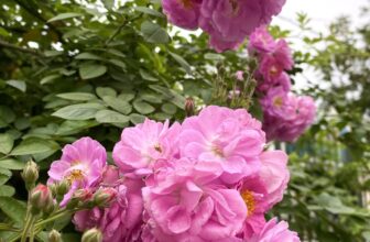 [🆕🇻🇳] Aerobic Zumba Yoga Huệ Sala Đông Anh 🧘 Top1Yoga 🧘 Chuỗi bài liên hoàn cùng lắc hông,Hóp mở nâng cao có ai hóng không ạ
, shares-0✔️ , likes-1❤️️ , date-2025-03-18 22:04:47🇻🇳🇻🇳🇻🇳📰🆕