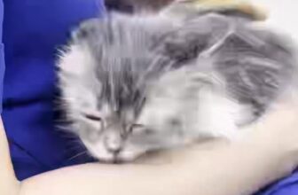 [🆕🇻🇳] Phòng Khám Thú Y Home Pet Care – Cơ sở Quận 7 🐶🦜 Top1Pets 🐱🐠 \ud83d\udc36 We handle your pet with care \ud83d\ude3b\n\ud835\udc07\ud835\udc28\ud835\udc26\ud835\udc1e \ud835\udc0f\ud835\udc1e\ud835\udc2d \ud835\udc02\ , shares-0✔️ , likes-2❤️️ , date-2025-03-16 17:01:04🐶🐱🇻🇳🇻🇳🇻🇳📰🆕