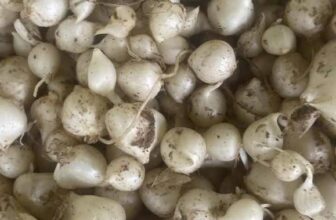 [🆕🇻🇳] Nhà AnAn – chuyên cung cấp rau củ quả hữu cơ, sạch, rõ nguồn gốc từ Đà Lạt 🍔 Top1Food  🍜 Menu rau HC đơn giao T6 nhà mình nhé!
– Có ít củ nén Nghệ An ạ, nhà mình ai cần ới mẹ An.Củ nén Nghệ An (vườn): 125k/kg
Rau organic Quỳnh Lâm:
Húng qu , shares-0✔️ , likes-6❤️️ , date-2025-03-20 01:55:39🇻🇳🇻🇳🇻🇳📰🆕