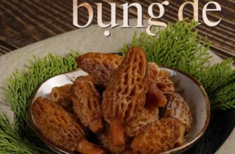 [🆕🇻🇳] ASHIMA MUSHROOM HOTPOT là chuỗi nhà hàng LẨU NẤM THIÊN NHIÊN 🍔 Top1Food 🍜 [HN] BÁCH KHOA TOÀN THƯ NẤM QUÝ – NẤM BỤNG DÊẨn mình trong những cánh rừng lá rộng, nấm Bụng Dê hấp thụ trọn vẹn tinh hoa đất trời, chỉ xuất hiện vỏn vẹn , shares-1✔️ , likes-4❤️️ , date-2025-03-21 23:24:18🇻🇳🇻🇳🇻🇳📰🆕