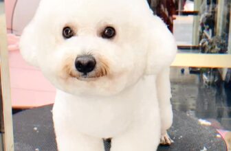 [🆕🇻🇳] Quynh Le Pet Spa  🐶🦜 Top1Pets 🐱🐠  , shares-0✔️ , likes-0❤️️ , date-2025-03-16 00:09:11🐶🐱🇻🇳🇻🇳🇻🇳📰🆕