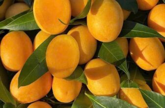 [🆕🇻🇳] Hoa Quả 4Mùa – Cửa hàng rau quả 🍔 Top1Food  🍜  𝐓𝐇𝐀𝐍𝐇 𝐓𝐑𝐀̀ 𝐓𝐇𝐀́𝐈 𝐋𝐀𝐍 – 𝐓𝐇𝐎̛𝐌 𝐍𝐆𝐎̣𝐓 𝐒𝐈𝐄̂𝐔 𝐍𝐆𝐎𝐍  Phải thử nha cả nhà. Thanh Trà nhà em là loại ngọt nhé khách ơi.#2kg – #199kLà đặc sản cả năm m , shares-0✔️ , likes-0❤️️ , date-2025-03-21 03:57:31🇻🇳🇻🇳🇻🇳📰🆕