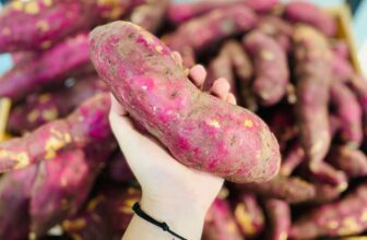 [🆕🇻🇳] Lefarms – Cửa hàng tiện lợi 🍔 Top1Food  🍜  KHOAI LANG NHẬT – HƯƠNG VỊ TỰ NHIÊN, NGỌT NGÀOBạn đã thử khoai lang Nhật chưa? Với vị ngọt tự nhiên, mềm mịn, khoai lang Nhật không chỉ là món ăn ngon , shares-0✔️ , likes-2❤️️ , date-2025-03-16 01:14:22🇻🇳🇻🇳🇻🇳📰🆕