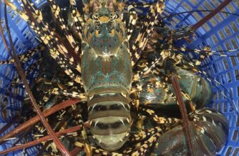 [🆕🇻🇳] Tôm Hùm Việt – Chuyên cung cấp sỉ tôm hùm cho các vựa, nhà hàng khách sạn 🍔 Top1Food  🍜 Tôm to béo như chủ shop nhé cả nhà ơi , e sẵn các loại #Tôm_Hùm_Sống – #Ngộp – #Đông_Lạnh đủ size nằm chờ anh chị gọi là lên đường thôi ạ
Mời anh/chị Sỉ – , shares-1✔️ , likes-3❤️️ , date-2025-03-18 17:20:15🇻🇳🇻🇳🇻🇳📰🆕