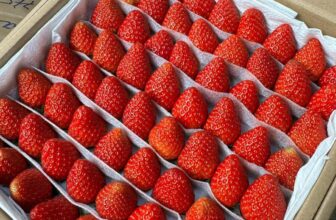 [🆕🇻🇳] Vườn Dâu Nhà Mớm – Based in Saigon 🍔 Top1Food  🍜 Dâu hôm nay luôn sẵn sàng chờ các bạn rước về nhà nhé
Nhà Mớm có nhận ship liền nhéDâu Nhật sky size vừa 49 trái: #180k giảm còn #170k/ hộp. COMBO 2 hộp , shares-0✔️ , likes-0❤️️ , date-2025-03-24 18:34:03🇻🇳🇻🇳🇻🇳📰🆕