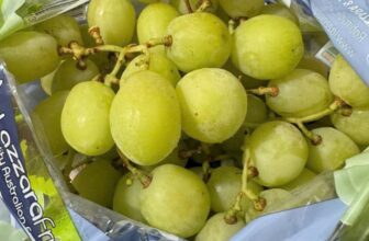 [🆕🇻🇳] TH Fruit – Chuyên Trái Cây Nhập Khẩu Cao Cấp 🍔 Top1Food  🍜  NHO XANH ÚC – GIÒN TAN, NGỌT MÁT, NGON KHÓ CƯỠNG!Bạn đã từng thử Nho Xanh Úc – loại nho nhập khẩu siêu giòn, siêu ngọt, tươi mát như nước ép tự nhiên ch , shares-0✔️ , likes-1❤️️ , date-2025-03-19 16:55:32🇻🇳🇻🇳🇻🇳📰🆕