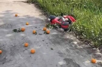 [🆕🇻🇳] Cá Mập Em Bé – Thời Trang Trẻ Em Đà Nẵng 🧑‍🧒❤️️👶⭐️ Không mũ bảo hiểm,  không bằng lái, không đăng ký xe, không bảo hiểm xe, nồng độ sữa trong hơi thở cao …
Kịch Khung…
, shares-2✔️ , likes-20❤️️ , date-2025-03-20 04:55:15🇻🇳🇻🇳🇻🇳📰🆕