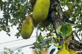 [🆕🇻🇳] CÀ MÈN – Đặc sản quê hương Quảng Trị 🍔 Top1Food 🍜 Mỗi tới mùa mít, mn thường làm món chi vậy hè !!!
#camen #amthucquangtri #dacsanquangtri , shares-0✔️ , likes-0❤️️ , date-2025-03-27 02:30:15🇻🇳🇻🇳🇻🇳📰🆕