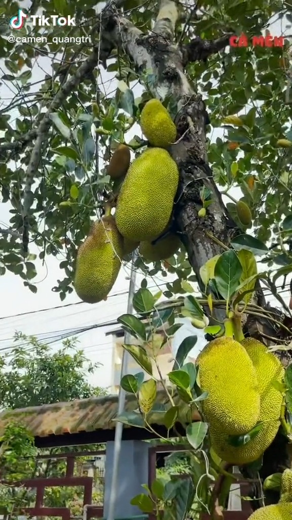 [🆕🇻🇳] Phân Phối – Bán Buôn – Bán Sỉ Vkids 😎❤️️⭐️ –<img src="https://scontent-fra5-2.xx.fbcdn.net/v/t39.30808-6/486966682_1236768018455210_1733874 …