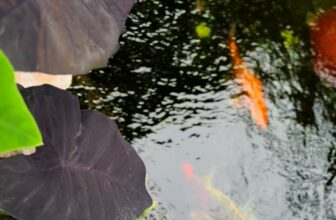 [☕️🇻🇳]  Minh Coffee 🥤 Top1Coffee ☕️ Thời tiết Đồng Hới city bắt đầu đẹp hơn để chào Hè 2025, Minh Coffee sẵn sàng chào đón mọi người  , shares-0✔️ , likes-0❤️️ , date-2025-03-20 00:40:46🇻🇳🇻🇳🇻🇳📰🆕