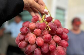 [🆕🇻🇳] Chio shop – Cửa hàng rau quả 🍔 Top1Food  🍜 Nho đỏ Ngon đỉnh cao – Cứng ngắt – Ngọt gắt – Ngon hơn nho xanh
Ngọt tiểu đường luôn nhé – giòn rụm160k/kg
Thùng 8.5-9kg/1.200k
, shares-0✔️ , likes-1❤️️ , date-2025-03-22 19:04:54🇻🇳🇻🇳🇻🇳📰🆕