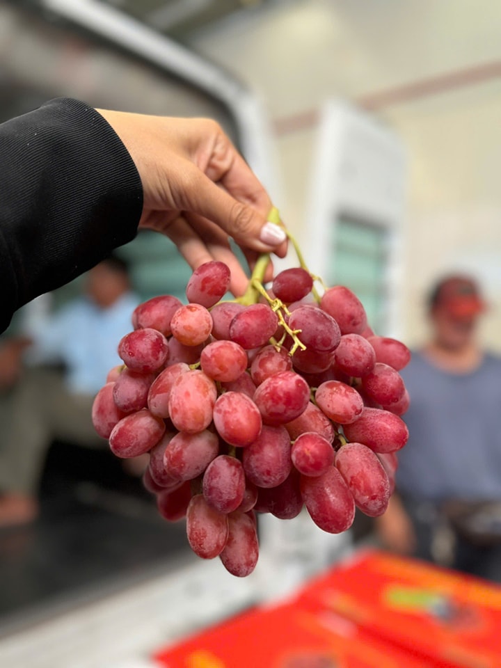 [🆕🇻🇳] Chio shop – Cửa hàng rau quả 🍔 Top1Food  🍜 Nho đỏ Ngon đỉnh cao – Cứng ngắt – Ngọt gắt – Ngon hơn nho xanh
Ngọt tiểu đường luôn nhé – giòn rụm160k/kg
Thùng 8.5-9kg/1.200k
, shares-0✔️ , likes-1❤️️ , date-2025-03-22 19:04:54🇻🇳🇻🇳🇻🇳📰🆕