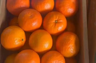 [🆕🇻🇳] Thời Trang Trẻ Em 0 – 6 tuổi Mialy Kids 🧑‍🧒❤️️👶⭐️ Hàng chuẩn bị về, mới khách yêu lên đơn đặt hang. Ship mọi miền tổ quốc  #camduongmat #minhphuongnongsan , shares-0✔️ , likes-0❤️️ , date-2025-03-21 21:26:47🇻🇳🇻🇳🇻🇳📰🆕