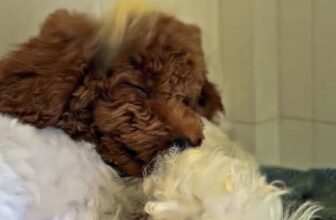 [🆕🇻🇳] Gia Khanh Pets – Nơi thú cưng của bạn được quan tâm hơn 🐶🦜 Top1Pets 🐱🐠 Đi spa có tiếp viên quạt cho ngũ sướng dị còn gì bằng , shares-0✔️ , likes-2❤️️ , date-2025-03-20 19:52:11🐶🐱🇻🇳🇻🇳🇻🇳📰🆕