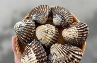 [🆕🇻🇳] Boss Seafood Vietnam – chuỗi nhà hàng chuyên các món Hải Sản 🍔 Top1Food  🍜 Nhà mình ăn ốc khuya inbox Boss ship nha
Quán bán và ship đến 24h
0902652197
, shares-1✔️ , likes-1❤️️ , date-2025-03-20 04:13:43🇻🇳🇻🇳🇻🇳📰🆕