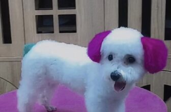 [🆕🇻🇳] Cắt Tỉa Lông Thú Cưng Bình Thạnh 🐶🦜 Top1Pets 🐱🐠 \ud83d\udc36\u2702\ufe0f C\u1eaeT T\u1ec8A \u2013 T\u1eaeM G\u1ed8I \u2013 L\u01afU TR\u00da TH\u00da C\u01afNG & THU\u00ca XE \u0110I VI VU C\u00d9NG PET  , shares-0✔️ , likes-4❤️️ , date-2025-03-22 16:23:33🐶🐱🇻🇳🇻🇳🇻🇳📰🆕