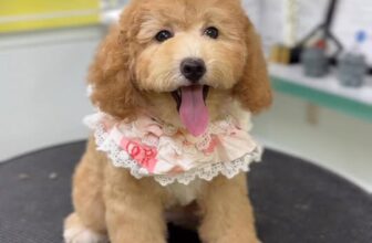 [🆕🇻🇳] Juli Pet Salon – Nha Trang 🐶🦜 Top1Pets 🐱🐠  , shares-0✔️ , likes-6❤️️ , date-2025-03-24 18:12:42🐶🐱🇻🇳🇻🇳🇻🇳📰🆕