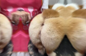 [🆕🇻🇳] LynLyn Pet shop – Dịch vụ thú cưng rẻ nhất Đà Nẵng  🐶🦜 Top1Pets 🐱🐠 Vừa phải mát mẻ gọn, vừa phải kiểu cáchnè , shares-0✔️ , likes-0❤️️ , date-2025-03-22 20:20:01🐶🐱🇻🇳🇻🇳🇻🇳📰🆕