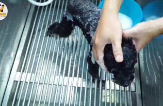 [🆕🇻🇳] RỐT HOUSE – Tiệm Cắt Lông Thú Cưng 🐶🦜 Top1Pets 🐱🐠  , shares-0✔️ , likes-31❤️️ , date-2025-03-20 23:05:53🐶🐱🇻🇳🇻🇳🇻🇳📰🆕