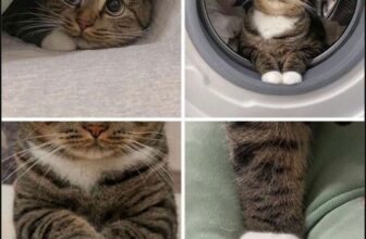 [🆕🇻🇳] Nu Pet – Yêu Thú Cưng 🐶🦜 Top1Pets 🐱🐠 1 chút cute buổi sáng#nupet
, shares-1✔️ , likes-16❤️️ , date-2025-03-25 16:16:26🐶🐱🇻🇳🇻🇳🇻🇳📰🆕