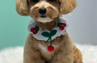 [🆕🇻🇳] LIO HOME PET 🐶🦜 Top1Pets 🐱🐠  Biến hóa nhan sắc – Tỏa sáng rạng ngời cùng em Bata  , shares-0✔️ , likes-7❤️️ , date-2025-03-23 02:30:01🐶🐱🇻🇳🇻🇳🇻🇳📰🆕