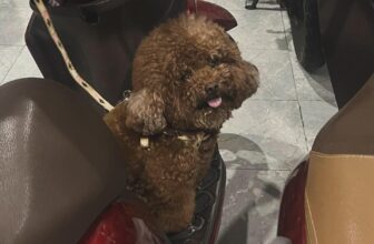 [☕️🇻🇳] Hạ An Corner – Trà – Bánh – Cafe – Piano 🥤 Top1Coffee ☕️ Cục cưng cục dàng của ai đêy
Ly Khánh
, shares-0✔️ , likes-4❤️️ , date-2025-03-26 03:23:01🇻🇳🇻🇳🇻🇳📰🆕