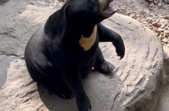 [🆕🇻🇳] Thảo Cầm Viên – Sài gòn Zoo & Botanical Gardens ♥️️ Top1Checkin ☑  Dạo này Noel bị bắt giảm cân nên em không vui trong Gấu nha , shares-0✔️ , likes-32K❤️️ , date-2025-03-24 14:30:01🇻🇳🇻🇳🇻🇳📰🆕