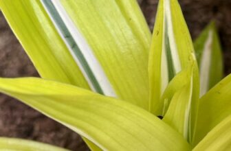 [☕️🇻🇳]  Minh Coffee 🥤 Top1Coffee ☕️ Mùa xuân 2025 đã về, cây lá ở Minh Coffee đang phát triển rất đẹp, mời cả nhà đến, trải nghiệm và lan toả tình yêu với cây, với  , shares-0✔️ , likes-11❤️️ , date-2025-03-27 15:47:51🇻🇳🇻🇳🇻🇳📰🆕