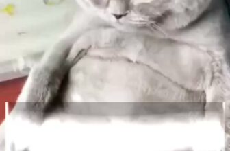 [🆕🇻🇳] Bệnh viện thú y PetHealth Hoàng Mai 🐶🦜 Top1Pets 🐱🐠 FIP ướt – Căn bệnh nguy hiểm có thể cướp đi mạng sống của mèo cưngFIP ướt (viêm phúc mạc truyền nhiễm ở mèo) là một trong những căn bệnh nguy hiểm nhất v , shares-0✔️ , likes-0❤️️ , date-2025-03-26 03:30:52🐶🐱🇻🇳🇻🇳🇻🇳📰🆕