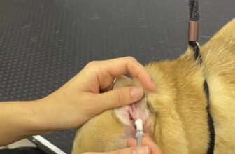 [🆕🇻🇳] Boss City – 174 Đường 3 Tháng 2 – Pet Shop, Spa Grooming & Hotel Lưu Trú 🐶🦜 Top1Pets 🐱🐠  BOSS BỊ VIÊM TAI MÀ SEN KHÔNG HỀ BIẾT?
Bạn có bao giờ kiểm tra tai boss chưa? Rất nhiều Sen chỉ phát hiện bé bị viêm tai khi đã có mùi hôi, ráy tai đen s , shares-0✔️ , likes-2❤️️ , date-2025-03-24 02:50:29🐶🐱🇻🇳🇻🇳🇻🇳📰🆕