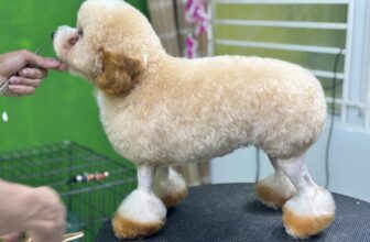 [🆕🇻🇳] Juli Pet Salon – Nha Trang 🐶🦜 Top1Pets 🐱🐠 Có con cừu đi lạc vào shop.Những dịch vụ ở #JULI
Spa – Hotel – Thức ăn – Phụ kiện – Bán cún mèo cảnh
Đào tạo học viên từ cơ bản đến #Chuyên_Nghiệp. , shares-0✔️ , likes-7❤️️ , date-2025-03-26 18:27:56🐶🐱🇻🇳🇻🇳🇻🇳📰🆕