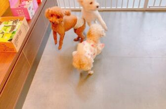 Photos from Shiny Pet – All for your best friends's post [🆕🇻🇳] Top1Vietnam ♥️️