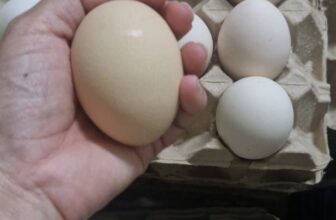 [🆕🇻🇳]  Sunny kids – Quần áo trẻ em 🧑‍🧒❤️️👶⭐️  , shares-0✔️ , likes-0❤️️ , date-2025-04-11 19:41:42🇻🇳🇻🇳🇻🇳📰🆕