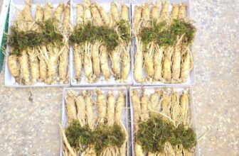 [🆕🇻🇳]  Tuyên Thuỳ Hải Phòng Shop Quần Áo Trẻ Em-Đồ Sơ Sinh-Giày Dép-Bỉm 🧑‍🧒❤️️👶⭐️ C gái e sắp về VN có 4 kg sâm tươi, 1kg 12 củ ai đặt thứ 6 có hàng ạ
#1390k/kg
, shares-1✔️ , likes-9❤️️ , date-2025-04-10 15:47:43🇻🇳🇻🇳🇻🇳📰🆕