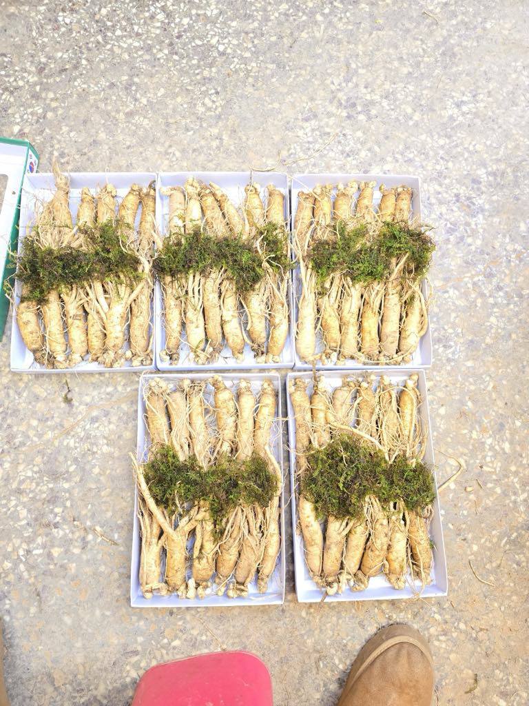 [🆕🇻🇳]  Tuyên Thuỳ Hải Phòng Shop Quần Áo Trẻ Em-Đồ Sơ Sinh-Giày Dép-Bỉm 🧑‍🧒❤️️👶⭐️ C gái e sắp về VN có 4 kg sâm tươi, 1kg 12 củ ai đặt thứ 6 có hàng ạ
#1390k/kg
, shares-1✔️ , likes-9❤️️ , date-2025-04-10 15:47:43🇻🇳🇻🇳🇻🇳📰🆕