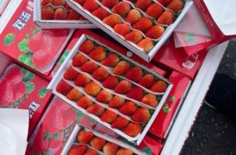 [🆕🇻🇳]  Tuyên Thuỳ Hải Phòng Shop Quần Áo Trẻ Em-Đồ Sơ Sinh-Giày Dép-Bỉm 🧑‍🧒❤️️👶⭐️  , shares-0✔️ , likes-23❤️️ , date-2025-04-29 03:48:47🇻🇳🇻🇳🇻🇳📰🆕