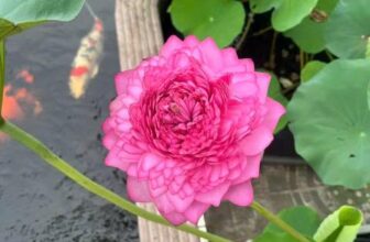 [🆕🇻🇳]  Tuyên Thuỳ Hải Phòng Shop Quần Áo Trẻ Em-Đồ Sơ Sinh-Giày Dép-Bỉm 🧑‍🧒❤️️👶⭐️ 1 chút chill, 1 chút thôi rồi đi phơi quần áo các bác ạ
, shares-0✔️ , likes-13❤️️ , date-2025-05-20 05:03:09🇻🇳🇻🇳🇻🇳📰🆕