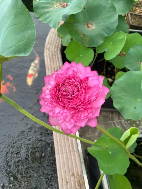 [🆕🇻🇳]  Tuyên Thuỳ Hải Phòng Shop Quần Áo Trẻ Em-Đồ Sơ Sinh-Giày Dép-Bỉm 🧑‍🧒❤️️👶⭐️ 1 chút chill, 1 chút thôi rồi đi phơi quần áo các bác ạ
, shares-0✔️ , likes-13❤️️ , date-2025-05-20 05:03:09🇻🇳🇻🇳🇻🇳📰🆕